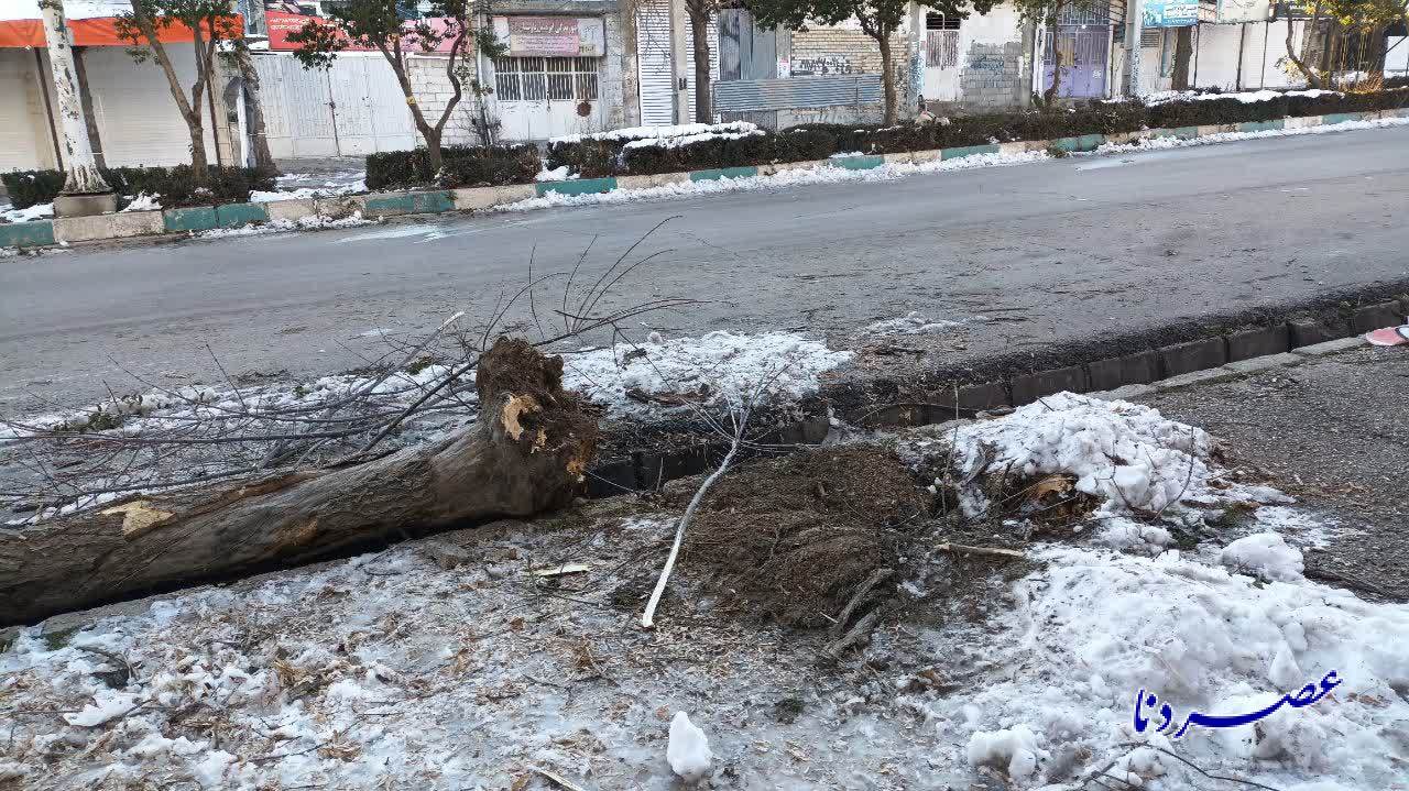 جنجال قطع ناشیانه درختان در یاسوج/ چه کسی پاسخگو است؟ استاندار از امنیتی شدن فضای رسانه و سیاسی جلوگيری کند!