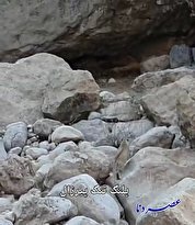 مشاهده پلنگ ایرانی در تنگ پیرزال کهگیلویه+ فیلم