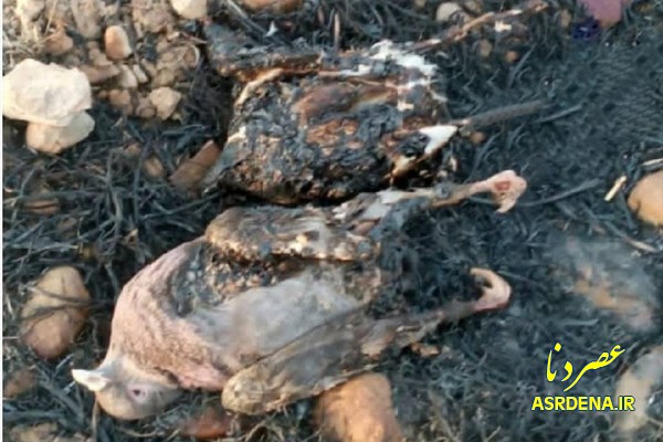 مرگ دردناک پرندگان در میان شعله‌های آتش خائیز+تصاویر