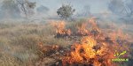 تلاش برای مهار آتش‌سوزی جنگل های کوه نارک گچساران/ عامل انسانی، منبع آتش سوزی