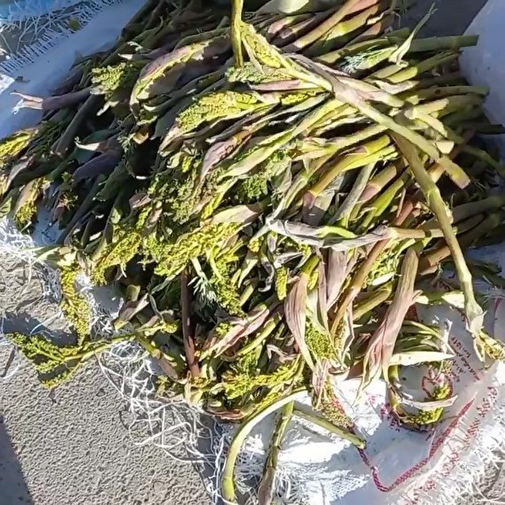 فیلم/ بازار فروش گیاهان کوهی در یاسوج