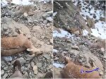 قتل عام حیات وحش در محیط زیست