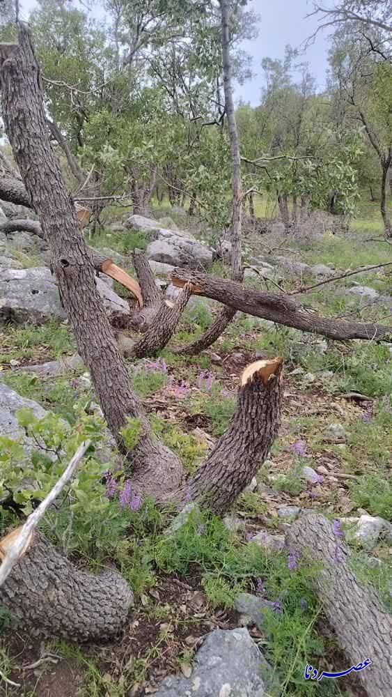 جنگل انبوه بلوط اطراف روستای عزیزی لوداب به سمت نابودی+عکس