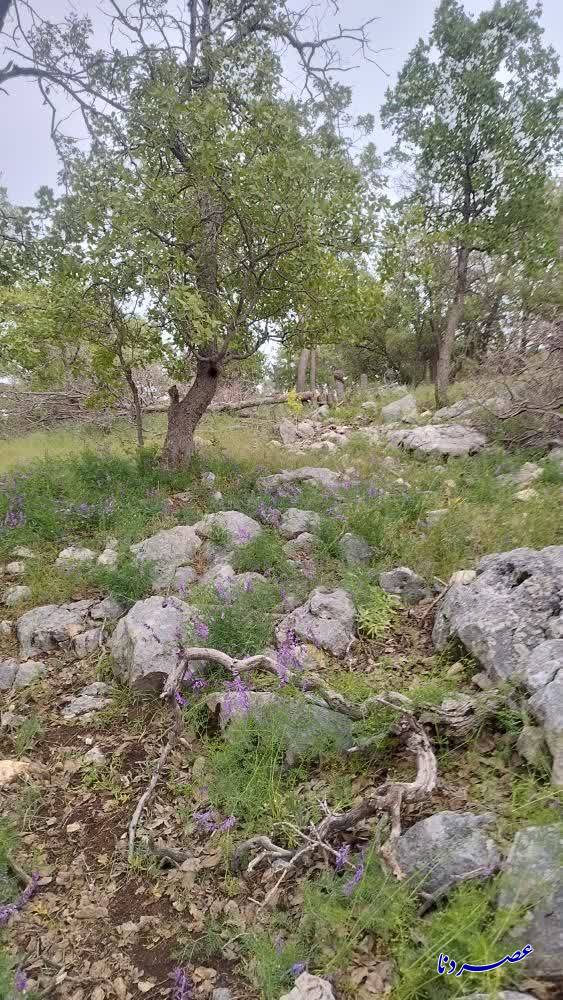 جنگل انبوه بلوط اطراف روستای عزیزی لوداب به سمت نابودی+عکس