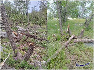 جنگل انبوه بلوط اطراف روستای عزیزی لوداب به سمت نابودی+عکس