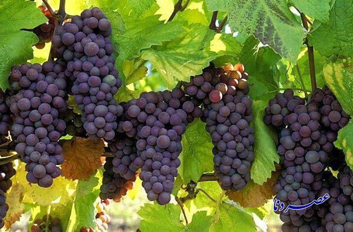 برداشت ۴۱ هزار تن انگور از تاکستان های کهگیلویه و بویراحمد