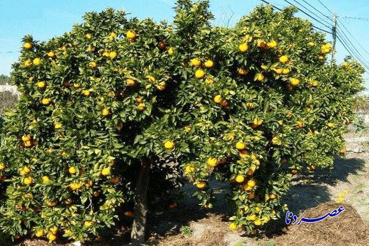 لیمو ترش باشت کهگیلویه و بویراحمد ؛ در سایه خشکسالی و نبود صنایع تبدیلی