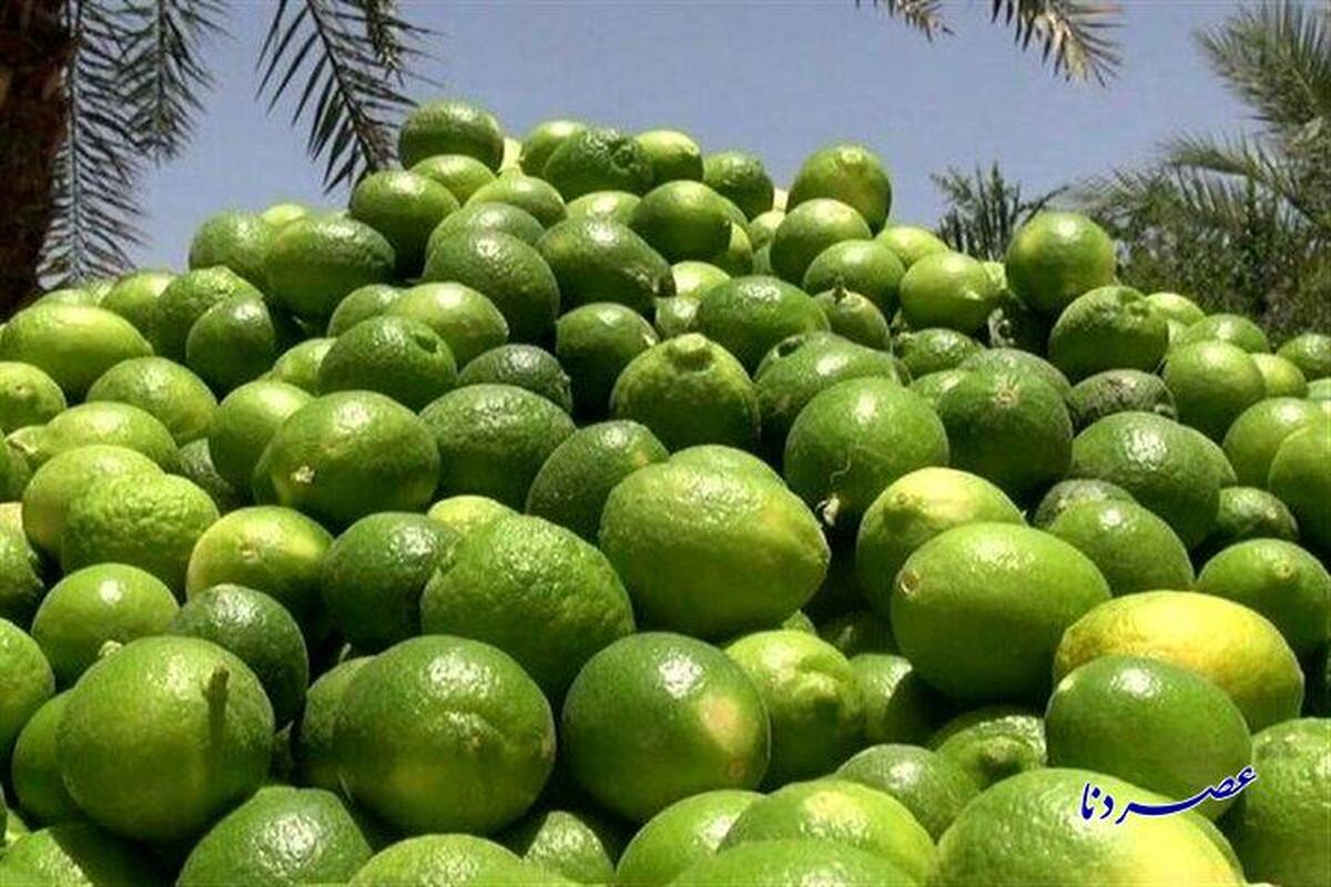 برداشت ۱۰ هزار تن لیمو از باغات شهرستان گچساران