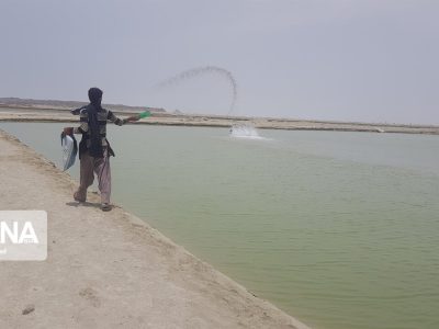 ذخیره‌سازی ۲۵۴ میلیون قطعه پست‌لارو در مزارع پرورش میگوی سیستان و بلوچستان