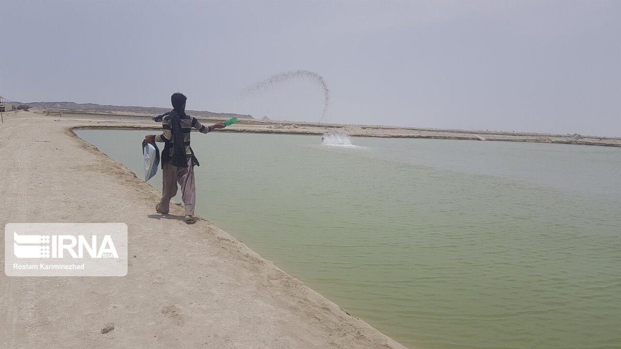 ذخیره‌سازی ۲۵۴ میلیون قطعه پست‌لارو در مزارع پرورش میگوی سیستان و بلوچستان