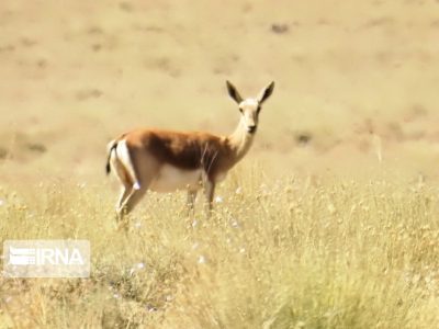 آبرسانی به حیات‌وحش اصفهان؛ نجات در برابر خشکسالی!