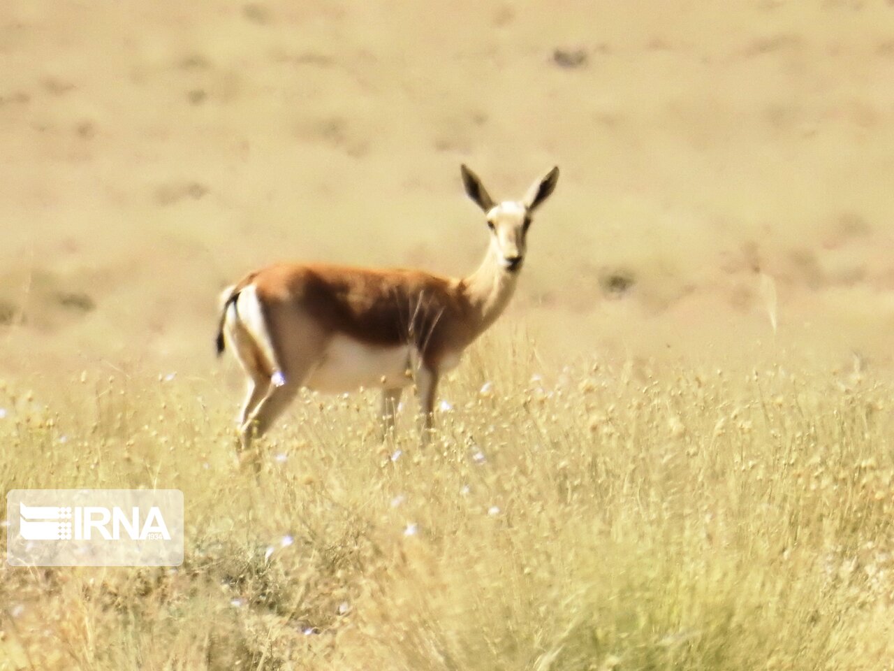 آبرسانی به حیات‌وحش اصفهان؛ نجات در برابر خشکسالی!