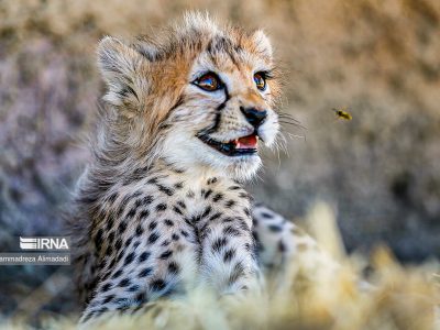یوزپلنگ آسیایی در خطر؛ جاده‌ها را برای بقای این میراث طبیعی امن کنیم!
