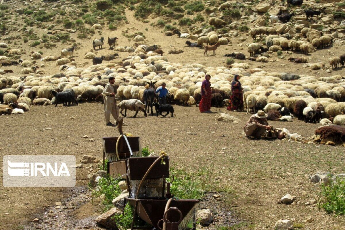 چالش‌های سبزوار: خشکسالی و هزینه‌های دامی زندگی عشایر را تهدید می‌کند