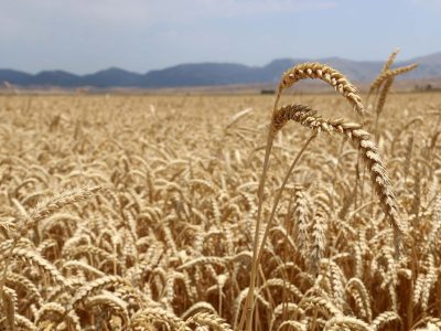 دانش، رمز امنیت غذایی؛ کشاورزی ایران به سوی آینده‌ای پایدار