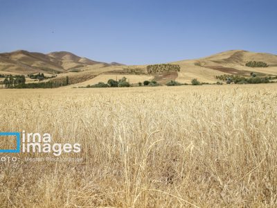 تحول کشاورزی هرمزگان؛ نیاز به برنامه‌ای جامع و الگوی نوین کشت