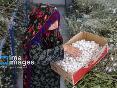 پیله مرغوب در خراسان‌شمالی: قیمت‌ها دو برابر نرخ تضمینی!