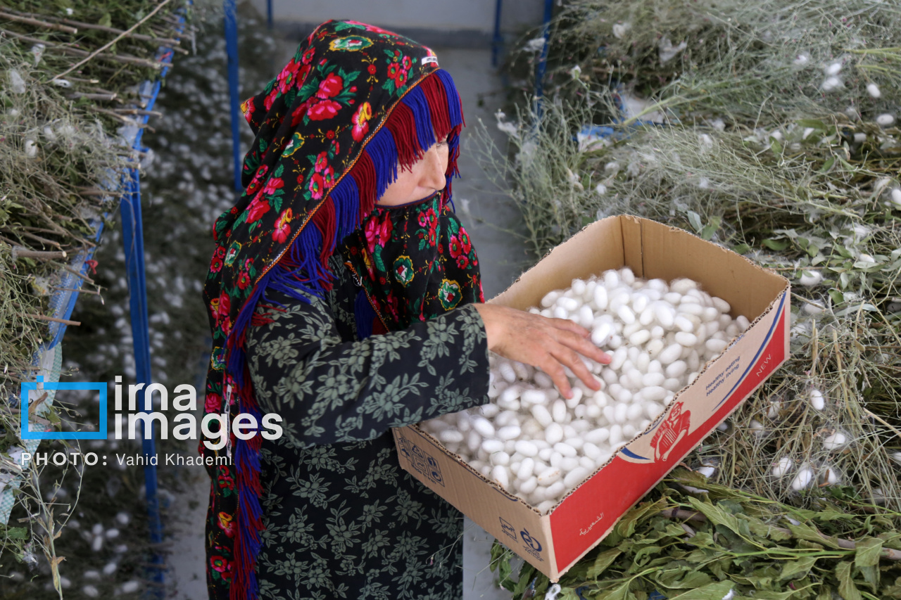 پیله مرغوب در خراسان‌شمالی: قیمت‌ها دو برابر نرخ تضمینی!