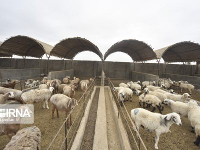 سرمایه‌گذاری ۱۶۰ میلیاردی برای تحول در دامپروری البرز!