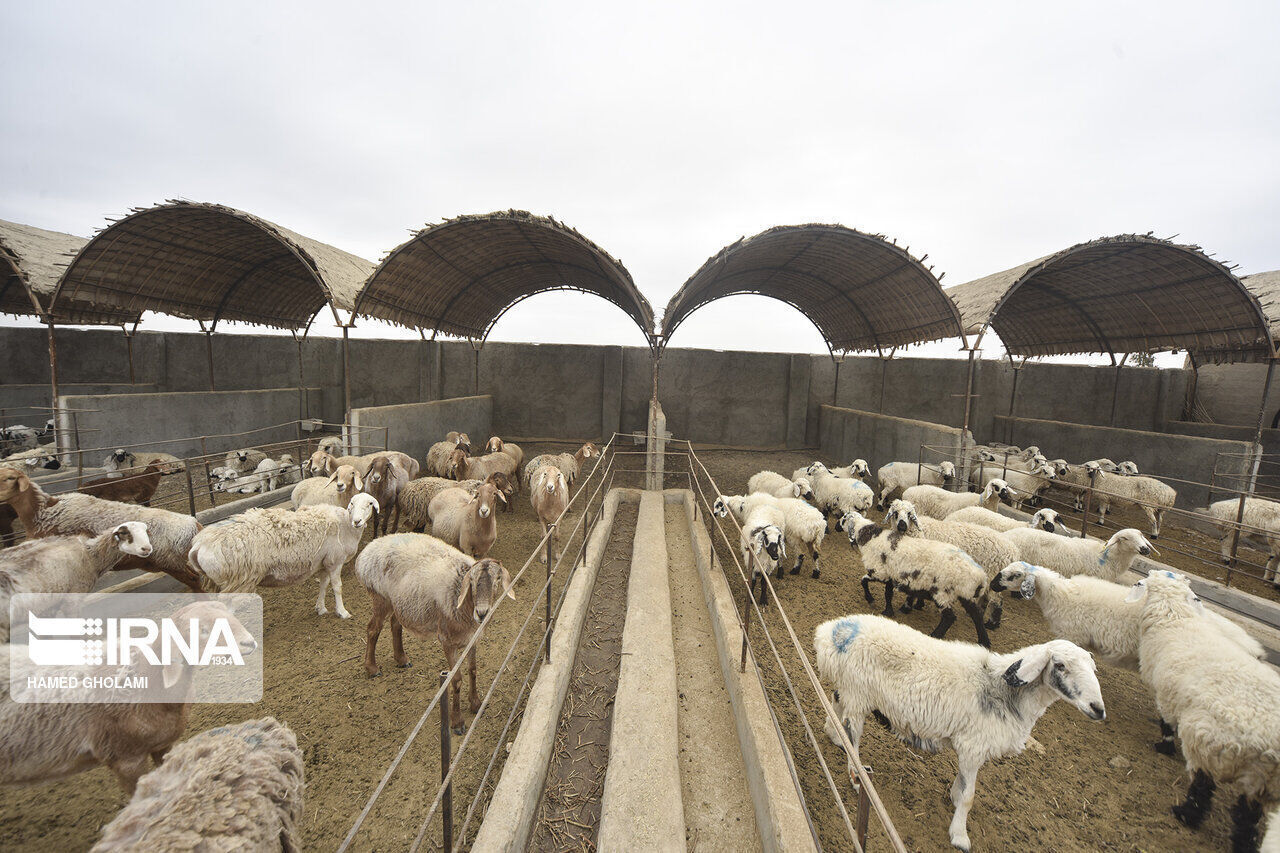 سرمایه‌گذاری ۱۶۰ میلیاردی برای تحول در دامپروری البرز!