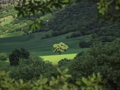 هنرمندان ایلامی: نجات بلوط، وظیفه همگانی!