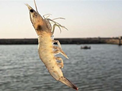 نوشهر و امیرآباد؛ آغاز افق نوین پرورش میگو در قفس‌های فلزی
