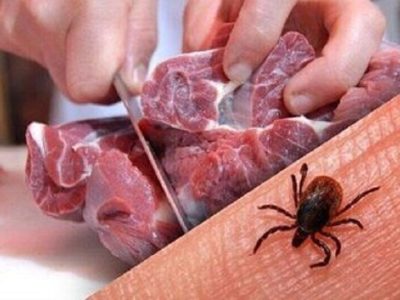 خطر تب کریمه کنگو به دنبال گرما، ایلام را تهدید می‌کند!