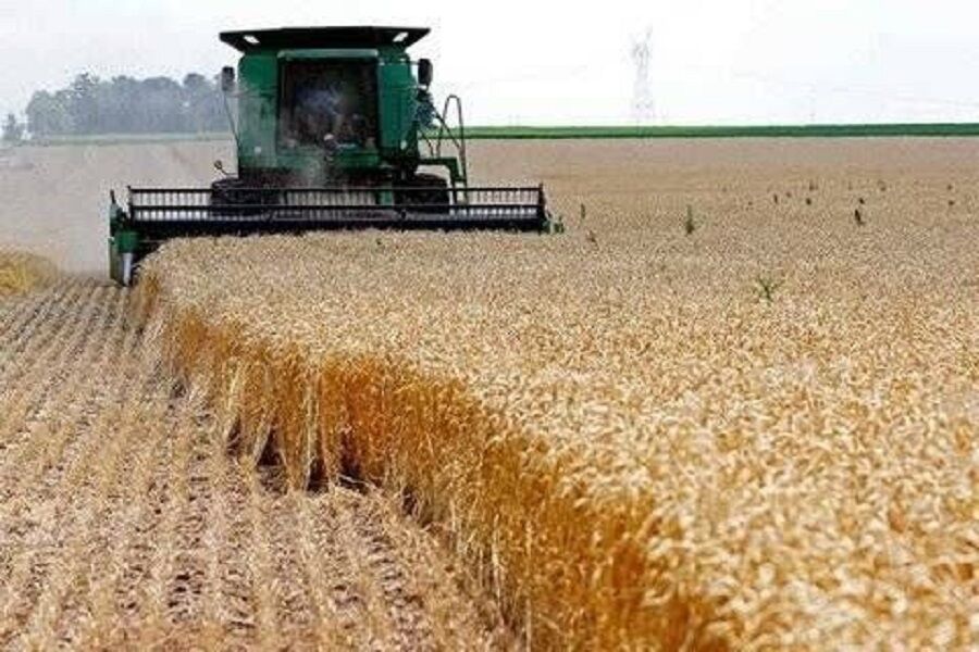 همدان در آستانه برداشت ۳۴۰ هزار تن جو؛ پاییز طلایی کشاورزی!
