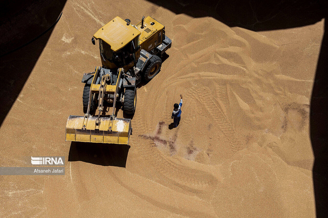 افزایش دو برابری خرید گندم دیم در تایباد!
