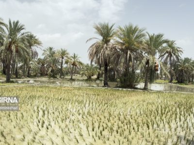 فیلم | قصرقند؛ سرزمین شالیزارهای سبز سیستان وبلوچستان
