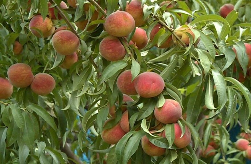 خسارت سنگین پدیده‌های طبیعی به باغ‌های کهگیلویه و بویراحمد