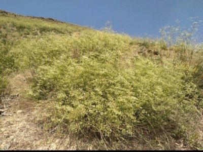 نجات «زنیان پیرکوه»؛ تلاش برای حفظ گنجینه‌های طبیعی ایران