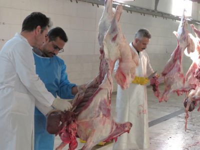 نظارت ویژه بر ۱۷۰۹ رأس دام قربانی در زنجان در ایام عزاداری