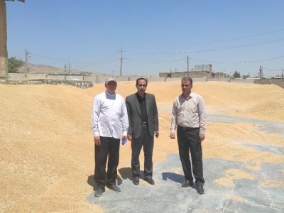 خرید ۵۱ هزار تن گندم در لرستان: حرکت به سمت رکورد جدید!