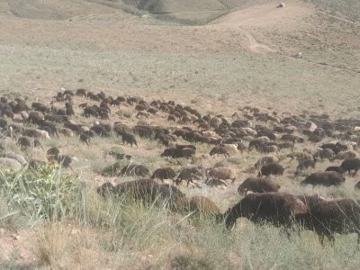 ضربه به چرای غیرمجاز: ۴۰۰ راس دام از مراتع ساوه اخراج شدند!