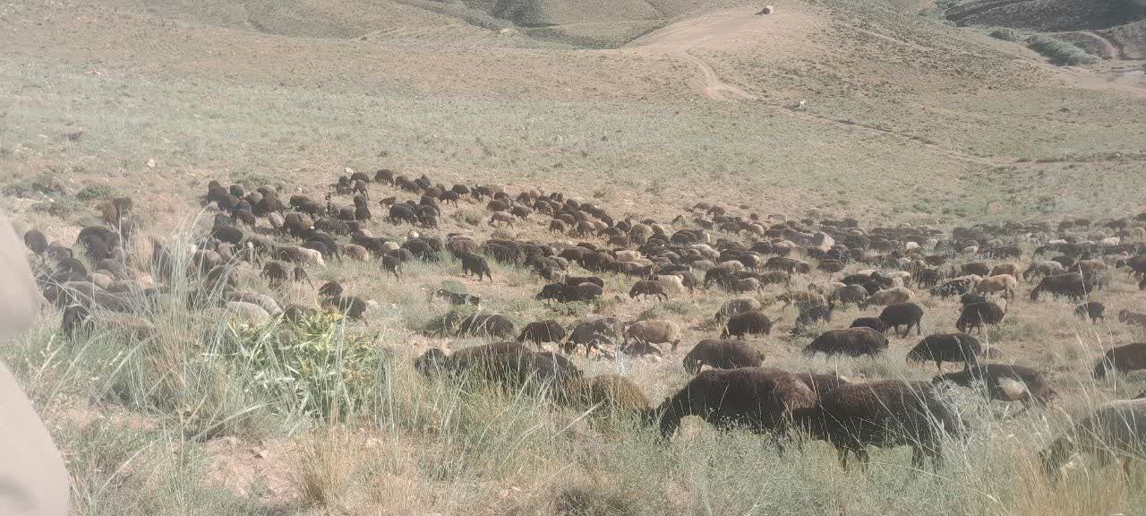 ضربه به چرای غیرمجاز: ۴۰۰ راس دام از مراتع ساوه اخراج شدند!