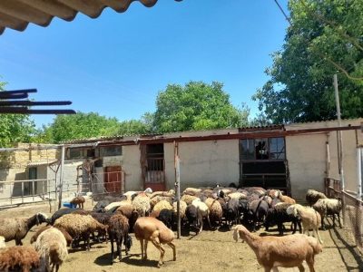 کاهش ۴۰ درصدی هزینه دامداران آذربایجان‌غربی با خوراک نوین!