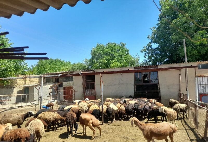کاهش ۴۰ درصدی هزینه دامداران آذربایجانغربی با خوراک نوین!
