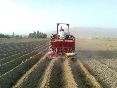 شروع کشت کنجد بر روی ۱۲۰۰ هکتار از اراضی دشتی
