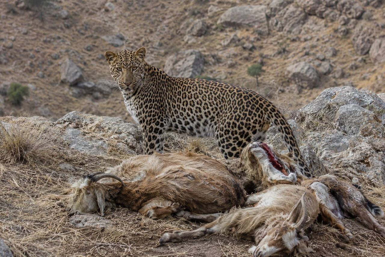 حمله پلنگ در شیمبار؛ ۶ رأس بز قربانی شدند!