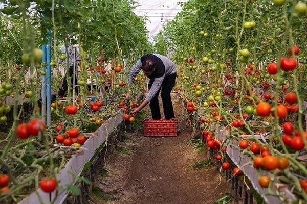 توسعه کشت گلخانه‌ای در همدان با افتتاح واحد ۳۶۱۶ متری