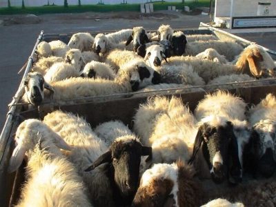 توقیف ۳ محموله دام پرواری سبک قاچاق به ارزش بیش از ۳۰ میلیارد ریال