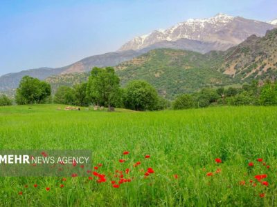 ۶۵۰ هزار هکتار از مراتع لرستان دارای طرح مرتع‌داری است