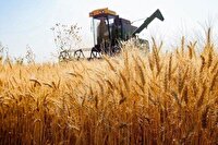 برداشت خوشه‌های طلایی گندم از مزارع زرقان