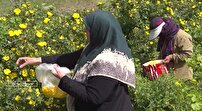 روز‌های پایانی برداشت گل زرد در تویسرکان