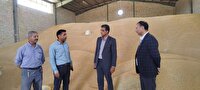 خرید تضمینی ۱۵۰۰ تن گندم در بردسکن