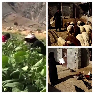 دره‌شهر، پایلوت طرح زنان نوآور روستایی شد/ نشاط بانوان در سایه کسب و کار روستا