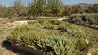 نگهداری ۳۰۰ گونه گیاهی در باغ گیاه‌شناسی زاگرس لرستان
