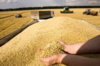 خرید تضمینی ۱۷۰۰۰ تن گندم از مناطق شرق استان اصفهان
