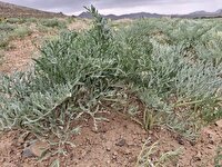 کشت دیم گیاهان مرتعی بومی در اراضی کشاورزی یزد؛ الگویی اقتصادی الهامگرفته از طبیعت